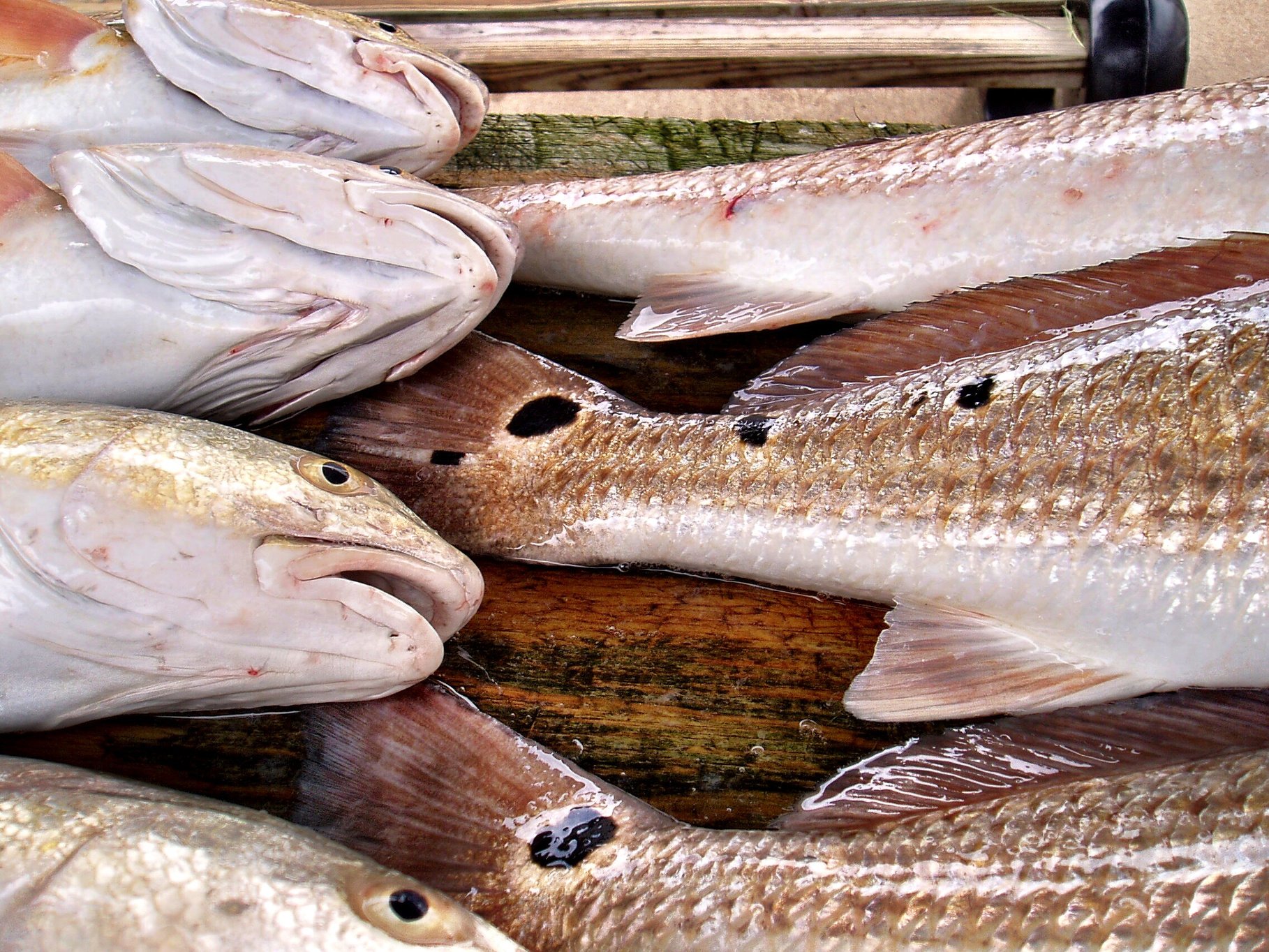 Redfish on cleaning table